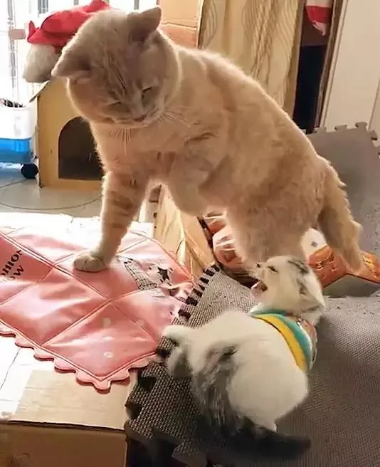 猫咪教训新来的小奶猫 伸出爪子就要打头:我轻轻的不疼!