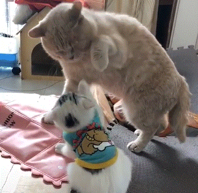 猫咪教训新来的小奶猫 伸出爪子就要打头:我轻轻的不疼!