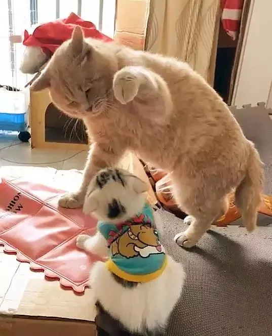 猫咪教训新来的小奶猫 伸出爪子就要打头:我轻轻的不疼!