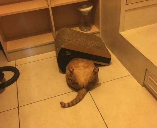 猫咪大型翻车现场!身形敏捷什么的 都是浮云!
