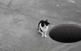 猫咪大型翻车现场!身形敏捷什么的 都是浮云!