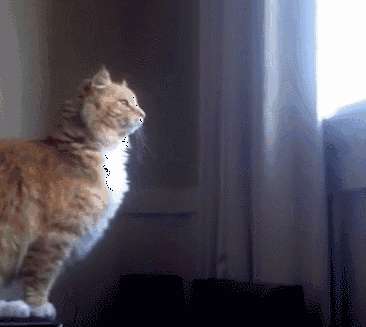 猫咪大型翻车现场!身形敏捷什么的 都是浮云!
