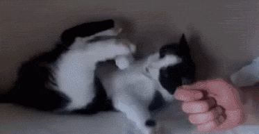 猫咪大型翻车现场!身形敏捷什么的 都是浮云!