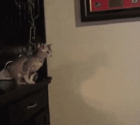 猫咪大型翻车现场!身形敏捷什么的 都是浮云!