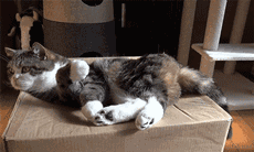 猫咪大型翻车现场!身形敏捷什么的 都是浮云!