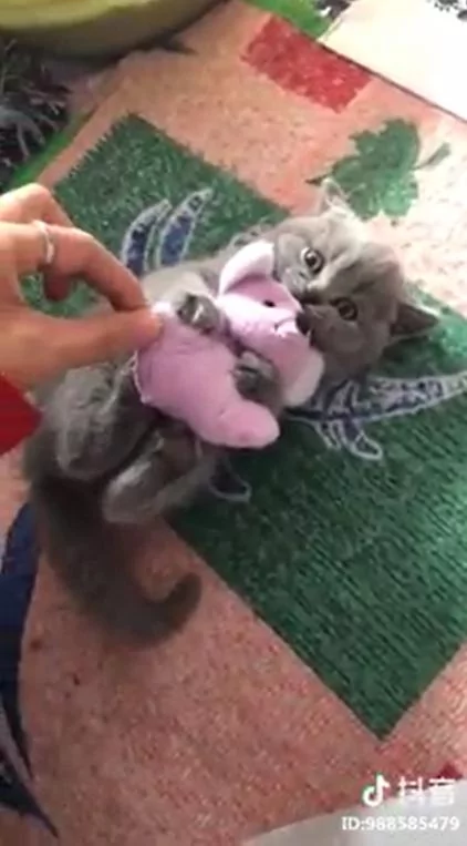 霸气小猫～ 竟是如此保护心爱的玩具！