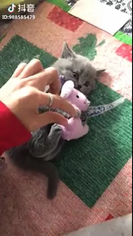 霸气小猫~ 竟是如此保护心爱的玩具!