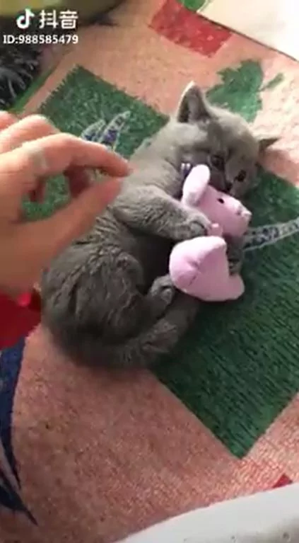 霸气小猫~ 竟是如此保护心爱的玩具!