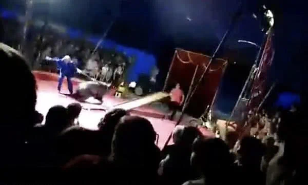 黑熊拒绝表演遭驯兽员殴打 突然发飙撕咬驯兽员!