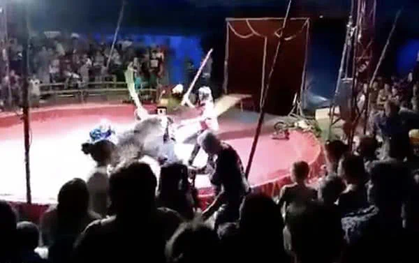 黑熊拒绝表演遭驯兽员殴打 突然发飙撕咬驯兽员!