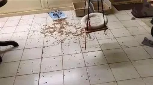 满地都是猫砂!主人审问:是谁弄的?它“默默伸出手” 出卖队友:都是它啦!