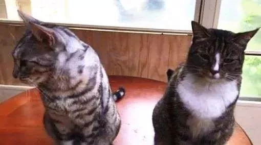 满地都是猫砂!主人审问:是谁弄的?它“默默伸出手” 出卖队友:都是它啦!