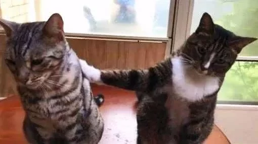 满地都是猫砂!主人审问:是谁弄的?它“默默伸出手” 出卖队友:都是它啦!