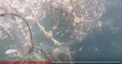 墨西哥湾深海大惊奇 发现“水下丛林”