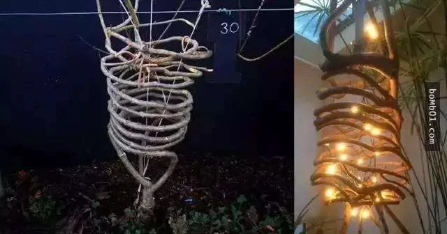 这个人“种椅子”为事业 10年后竟然一个可以卖2.5万 且缺货!