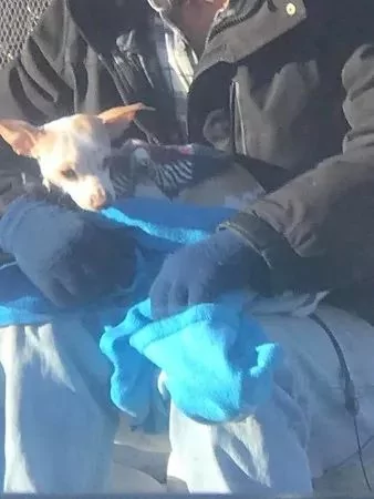 好人有好报!主人将狗狗从车窗抛出 流浪汉用毛毯裹在它身上:“我懂没家的滋味…”!
