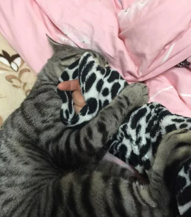 猫咪喜欢窝在主人手臂里 主人一动它就咬一口 过分得可爱!