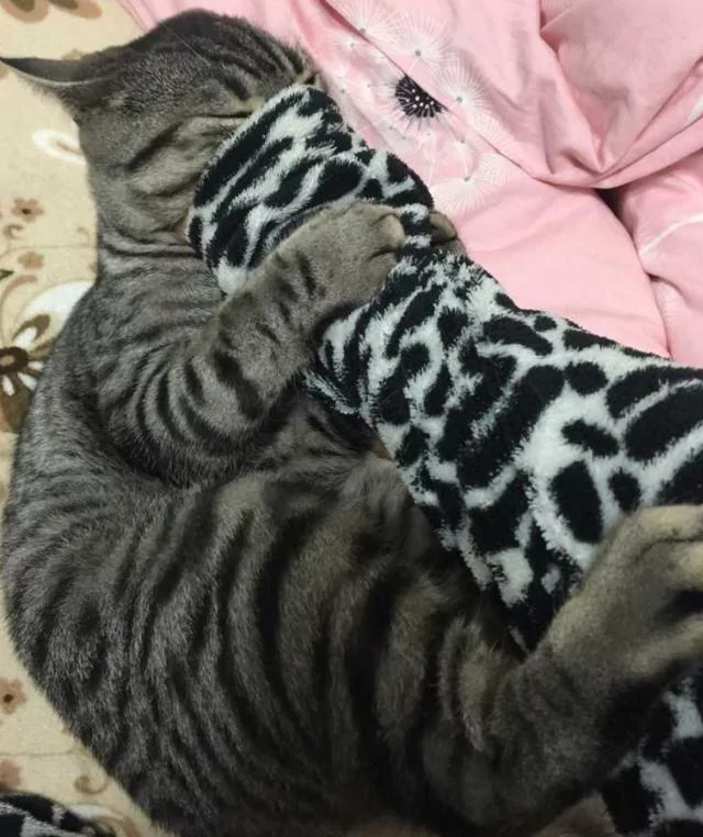 猫咪喜欢窝在主人手臂里 主人一动它就咬一口 过分得可爱!