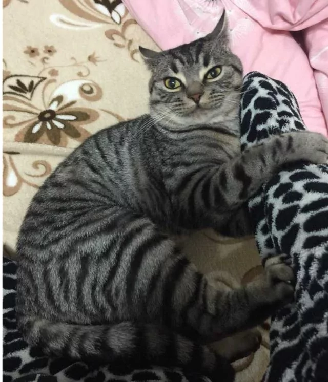 猫咪喜欢窝在主人手臂里 主人一动它就咬一口 过分得可爱!