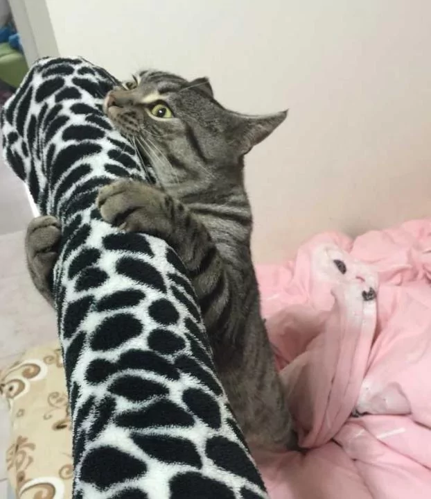 猫咪喜欢窝在主人手臂里 主人一动它就咬一口 过分得可爱!
