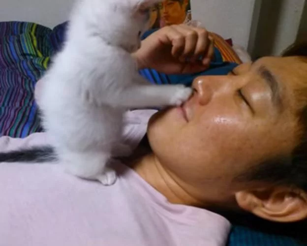 小奶猫趁主人睡觉 跑过去扳开主人嘴巴 看他有没有偷吃小鱼干!