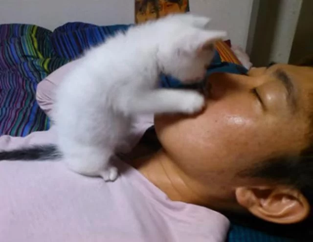 小奶猫趁主人睡觉 跑过去扳开主人嘴巴 看他有没有偷吃小鱼干!