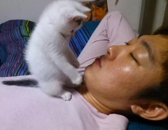 小奶猫趁主人睡觉 跑过去扳开主人嘴巴 看他有没有偷吃小鱼干!
