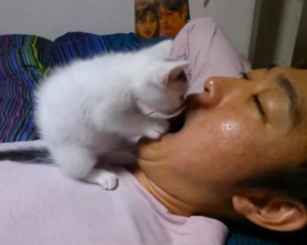 小奶猫趁主人睡觉 跑过去扳开主人嘴巴 看他有没有偷吃小鱼干!