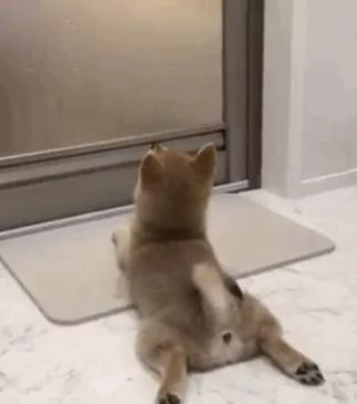 主人洗澡 小柴犬趴在门口 抬头盯着浴室门等主人出来 好暖!