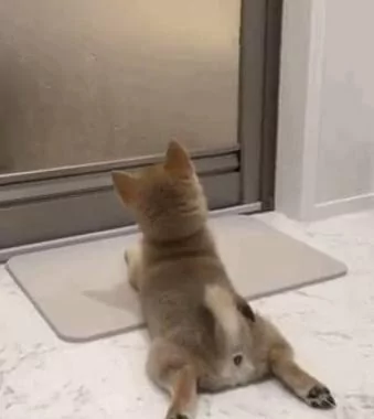 主人洗澡 小柴犬趴在门口 抬头盯着浴室门等主人出来 好暖!
