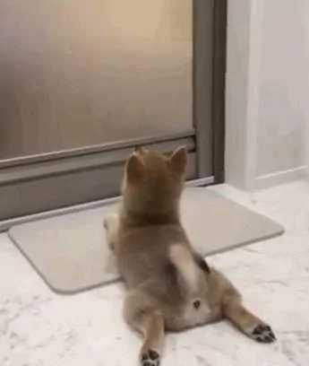 主人洗澡 小柴犬趴在门口 抬头盯着浴室门等主人出来 好暖!