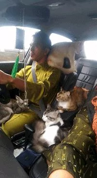 让猫咪告诉你 淑女的坐姿应该是怎样的?