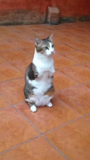 让猫咪告诉你 淑女的坐姿应该是怎样的?