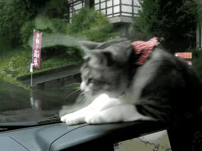 让猫咪告诉你 淑女的坐姿应该是怎样的?