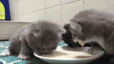 让猫咪告诉你 淑女的坐姿应该是怎样的?