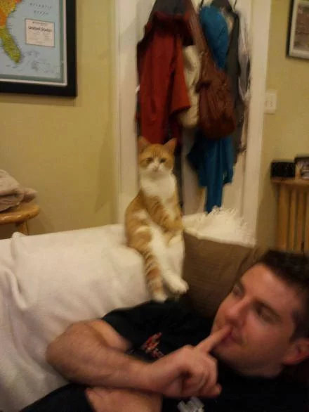 让猫咪告诉你 淑女的坐姿应该是怎样的?