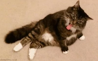 让猫咪告诉你 淑女的坐姿应该是怎样的?