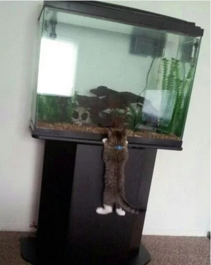 让猫咪告诉你 淑女的坐姿应该是怎样的?
