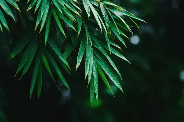 微信只能是微信 不能全信