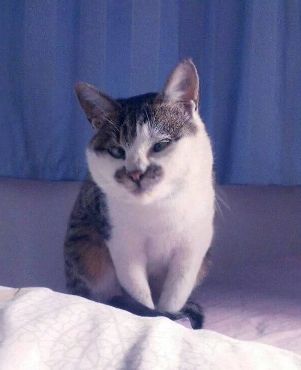 主人嫌弃“猫咪长得丑”!网友纷纷帮腔:“只是中分+小胡子+对眼儿!