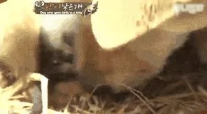 狗妈妈竟然生下一只小猫?医生说不可能 主人却坚信:是真的!