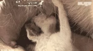 狗妈妈竟然生下一只小猫?医生说不可能 主人却坚信:是真的!