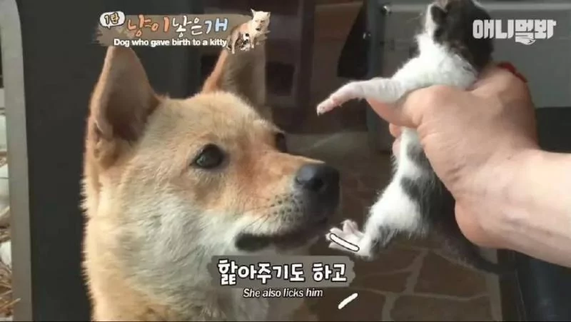 狗妈妈竟然生下一只小猫?医生说不可能 主人却坚信:是真的!