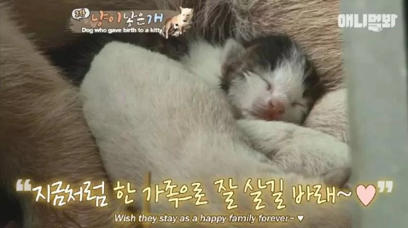 狗妈妈竟然生下一只小猫?医生说不可能 主人却坚信:是真的!