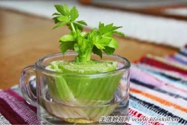 八种可重生、适合在家种植的蔬菜!