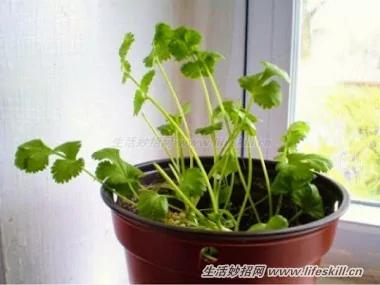八种可重生、适合在家种植的蔬菜!