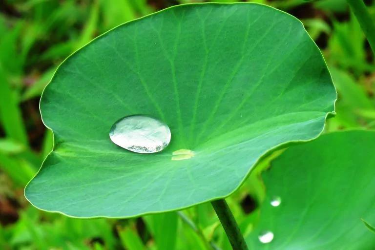 逆转脂肪肝!医师教你自制2款消脂茶饮