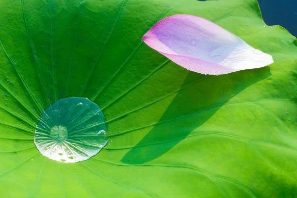 逆转脂肪肝!医师教你自制2款消脂茶饮