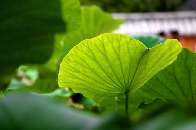 逆转脂肪肝!医师教你自制2款消脂茶饮