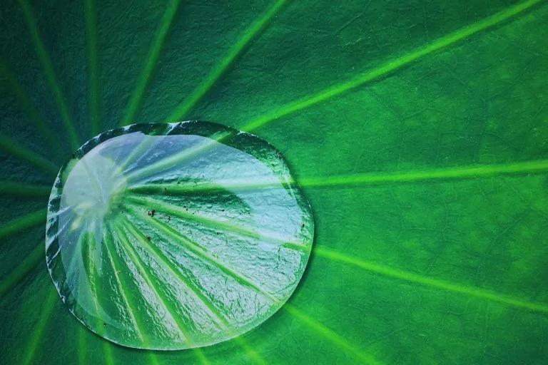 逆转脂肪肝!医师教你自制2款消脂茶饮